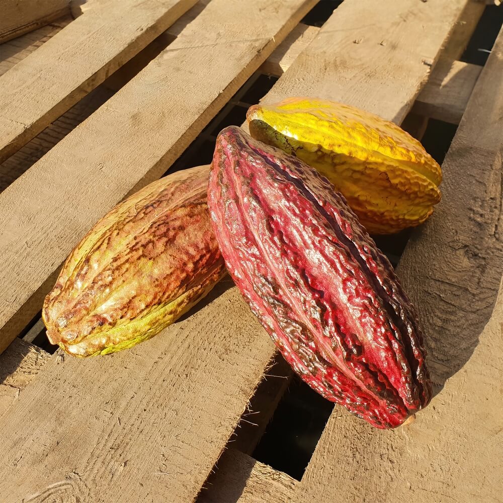 Definition of pod: hidden treasure of the cocoa tree